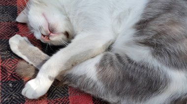 Kedi. Uyuyan kedi. Gri kedi fotoğrafı. Bulanık cat Fotoğraf