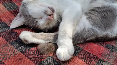 Kedi. Uyuyan kedi. Gri kedi fotoğrafı. Bulanık cat Fotoğraf