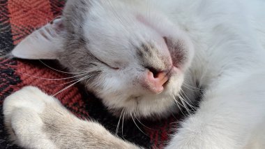 Kedi. Uyuyan kedi. Gri kedi fotoğrafı. Bulanık cat Fotoğraf