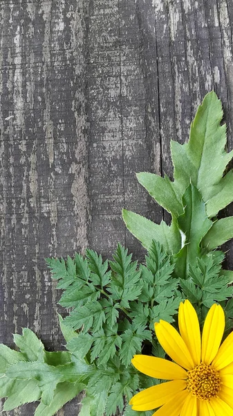 Wildflowers Leaves Old Vintage Wood Background Cards — Stock Photo, Image