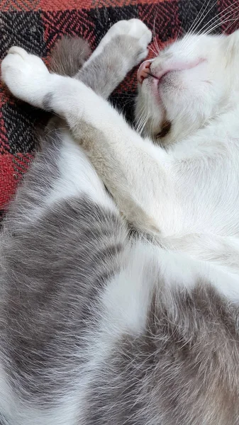 Cat Sleeping Cat Photo Gray Cat Blurry Cat Photo — Stock Photo, Image