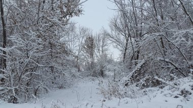 Kış. Kış manzarası. Karlı arazi. Fotoğraf kış manzara