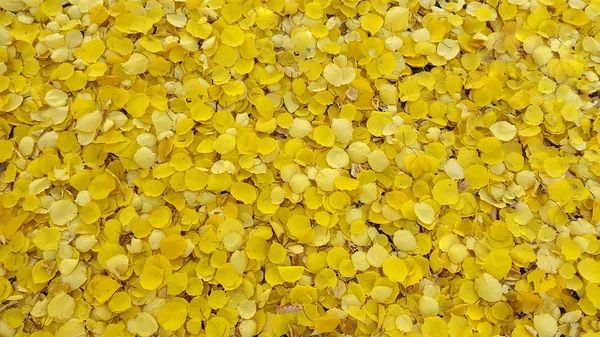 黄色い葉黄色がかった葉からの背景 明るい黄色のアプリコット葉 — ストック写真