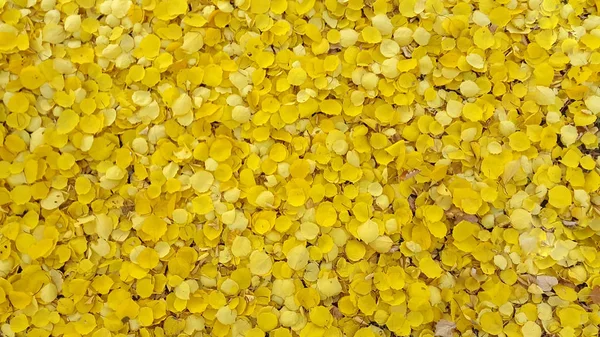 Yellow leaves. Background from yellowish leaves. Bright yellow apricot leaves