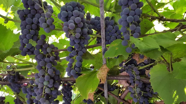 一捆蓝色的葡萄 葡萄藤上的蓝色葡萄 — 图库照片