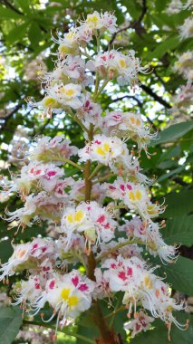 Kestane. Çiçekli kestaneler. Çiçekli kestane fotoğrafı. Kartpostal için arka plan