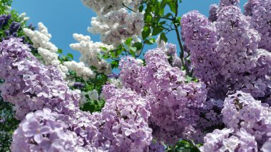 Lila. Çiçek açan leylak. Açık mor leylak dalı. Kartpostal için arka plan