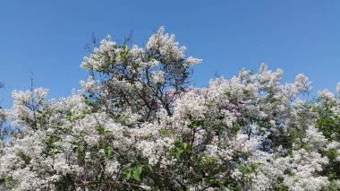 Kestane. Çiçekli kestaneler. Çiçekli kestane fotoğrafı. Kartpostal için arka plan
