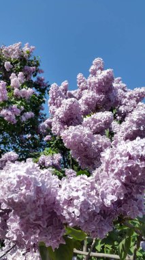 Lila. Çiçek açan leylak. Açık mor leylak dalı. Kartpostal için arka plan