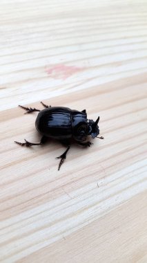 Beetle. Gergedan böceği. Gergedan böceği fotoğrafı