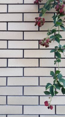 Ahududu. Tuğla arka planda ahududu Dalı