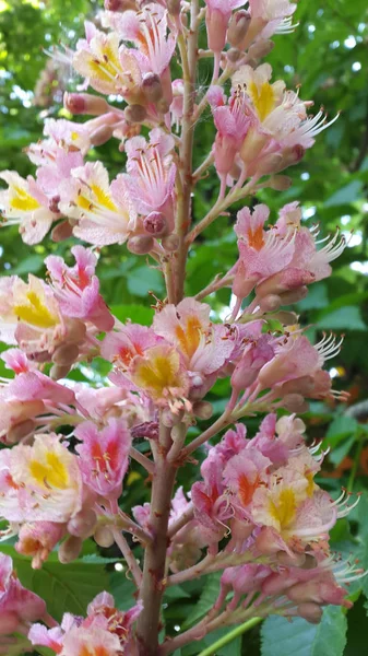 Castagno Castagne Fiore Foto Castagne Fiorite Sfondo Cartolina — Foto Stock