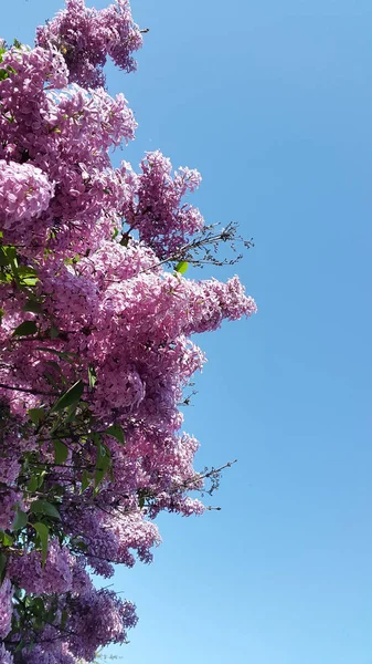 Lila Virágzó Orgona Ága Fény Lila Lilacs Levelezőlap Háttere — Stock Fotó
