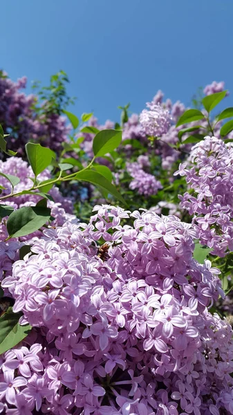 Lilac Blooming Lilac Branch Light Purple Lilacs Background Postcard — Stock Photo, Image