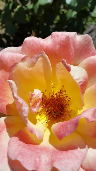 Rose Blommande Ros Bakgrund För Vykort Bilder Blommor Rosor — Stockfoto