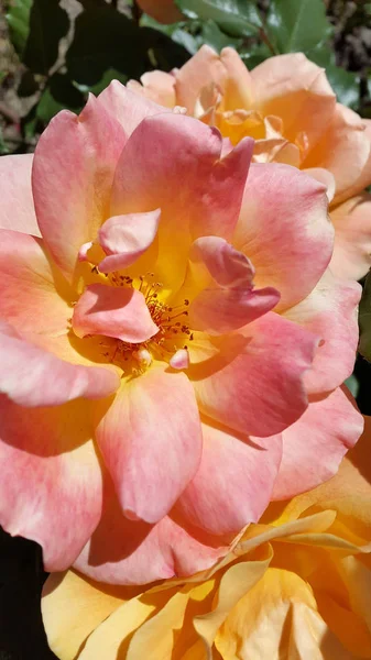 Rose Blommande Ros Bakgrund För Vykort Bilder Blommor Rosor — Stockfoto