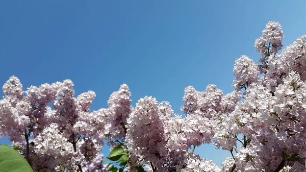 Lilas Lilas Fleurs Branche Lilas Violet Clair Contexte Carte Postale — Photo