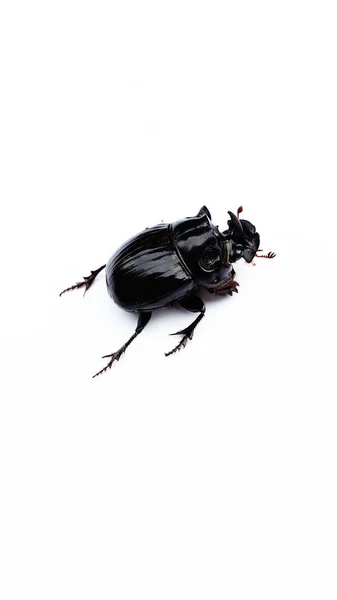 Skalbagge Noshörning Skalbagge Foto Noshörning Beetle — Stockfoto