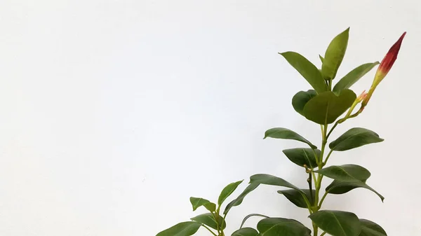 Pflanze Zweig Mit Blättern Grüne Blätter Auf Beigem Hintergrund Foto — Stockfoto