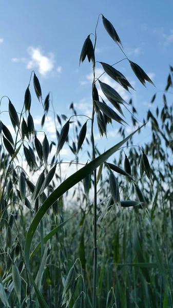 Zab Zabpehely Spikelets Zab Ellen — Stock Fotó