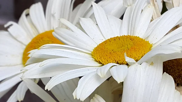 Kamille Kamillenblüten Foto Von Blühenden Pflanzen — Stockfoto