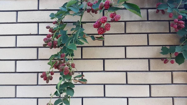 ラズベリー レンガの背景にラズベリーの枝 — ストック写真