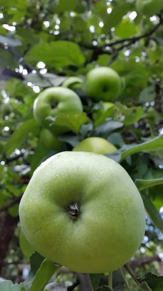 Jabłka Zielone Jabłka Oddział Zielonymi Jabłkami — Zdjęcie stockowe
