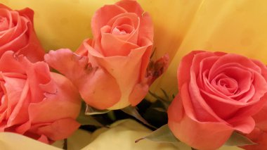 Gül, ne kadar. Çiçek açan gül. Kartpostallar için arka plan. Çiçek gül fotoğrafları