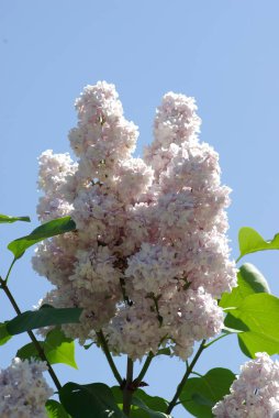 Lila. Çiçek açan leylak. Açık mor leylak dalı. Kartpostal için arka plan