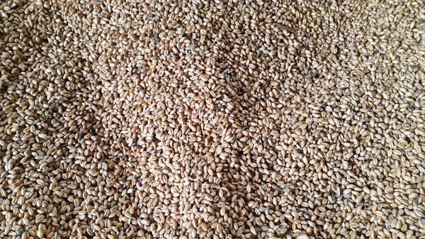 Wheat. Wheat grains. Grain harvest. Photo of wheat grain