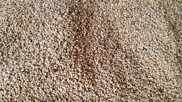 Wheat. Wheat grains. Grain harvest. Photo of wheat grain