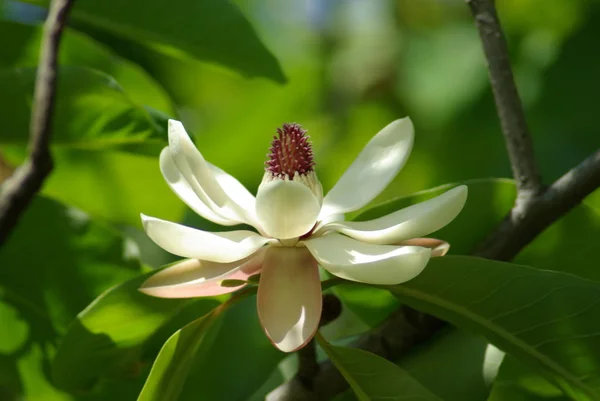 Magnolia. White Magnolia Flower. Blossoming magnolia flower
