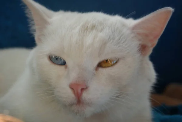 Cat Gato Blanco Foto Borrosa Gato — Foto de Stock