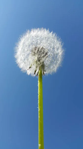 Dandelion Dandelion Sky Blurry Dandelion Photo — Stock Photo, Image