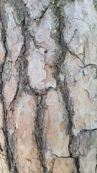 Bark Kulit Pohon Cemara Foto Kulit Pohon Pinus — Stok Foto