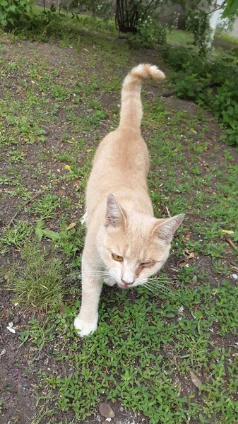 ジンジャー猫赤猫の写真 — ストック写真