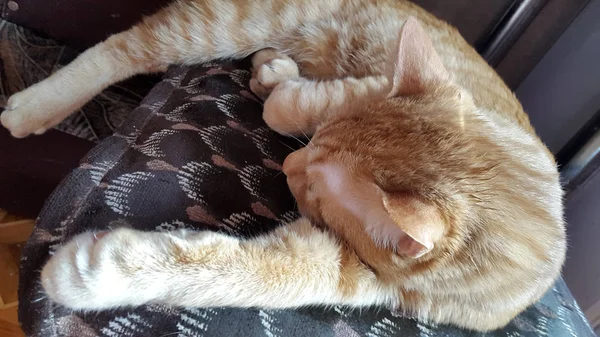 眠っている猫 ぼやけた猫の写真 赤猫の写真 — ストック写真