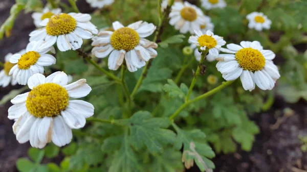 Kamille Kamillenblüten Foto Von Blühenden Pflanzen Hintergrund Für Postkarte — Stockfoto