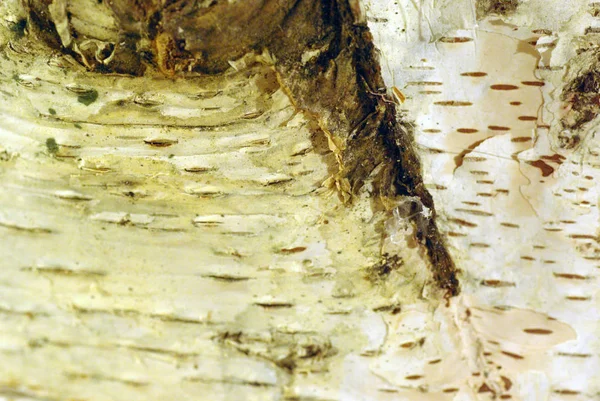 バーチ樹皮 ベレスタ粗いバーチ樹皮 — ストック写真