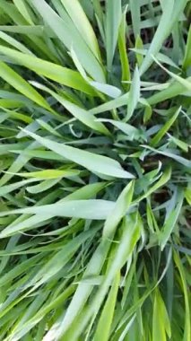 Çim. Rüzgardaki çimenler. Çiçek arka plan. Sallanan yeşil çimenler. Doğa. Yeşil bitkiler