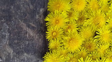 Karahindiba. Karahindiba çiçeklerden yapılmış arka plan. Yaratıcı arka