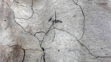 Tahta. Çürük odun. Kaliteli kırık odun. Desenli arkaplan