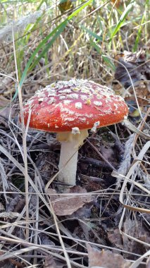 Amanita. Zehirli mantar. Kırmızı benekli şapkalı Amanita