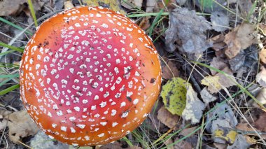 Amanita. Zehirli mantar. Kırmızı benekli şapkalı Amanita