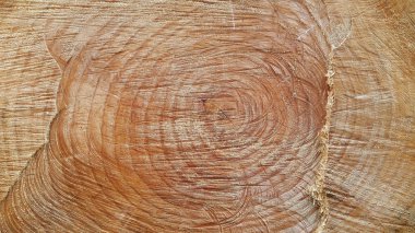 Ahşap. Bir ağacın yüzü kesilmiş. Woody yüzeyi. Bir testere ahşap popo sonu