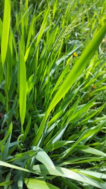 Çim. Yeşil çim. Yeşil çim arka plan. Yaratıcı arka plan.