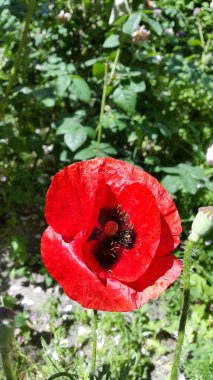 Haşhaş Haşhaş çiçeği. Çiçek açan gelincik. Çiçek arkaplan. Kartpostal