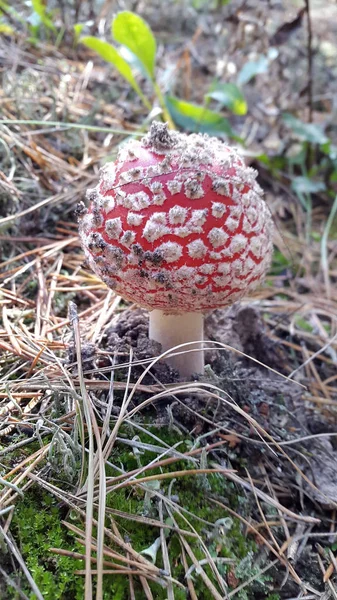 아마니타. 유독 버섯. 붉은 점박이 모자를 쓴 아마니타 — 스톡 사진