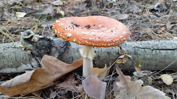 Amanita. Poisonous mushroom. Amanita with a red spotted hat