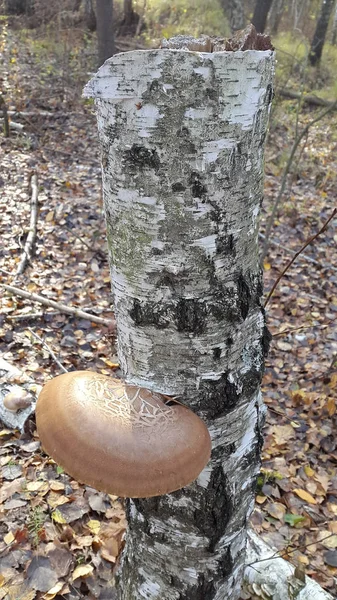 Fungo parasitário. Cogumelo. Cogumelo parasita em um tronco de árvore — Fotografia de Stock